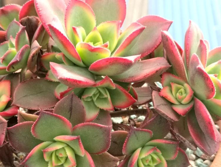 你不一定知道的多肉植物养护小秘密