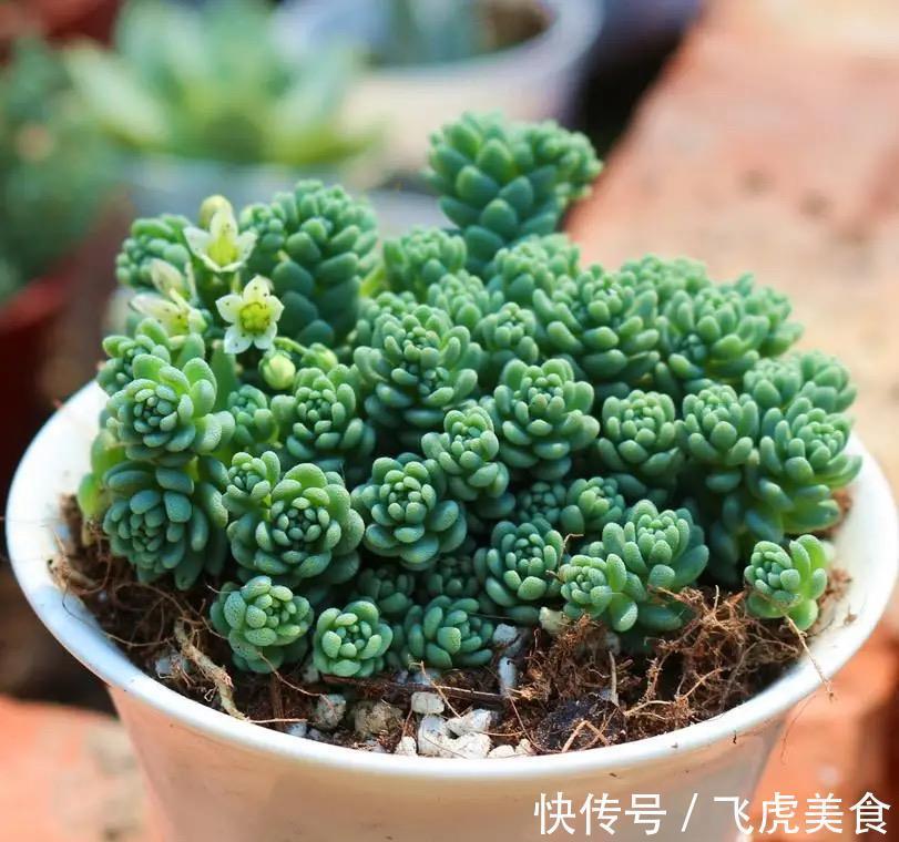 佛手|最好养的多肉名单公布,肥美又鲜艳,其中蛛丝卷绢像一张蜘蛛网