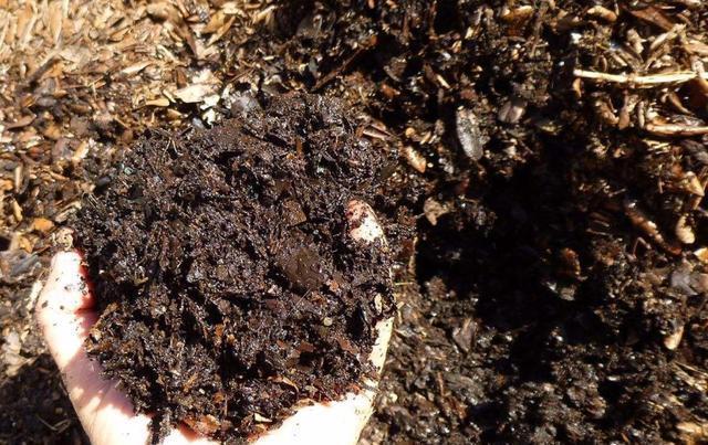 家中养君子兰，不用买土，3样“东西”一搭配，比买的土还好用