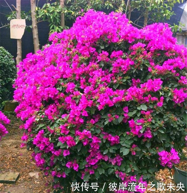 花芽|想让三角梅爆炸式开花,春天给足“3种料”,开花一茬接一茬