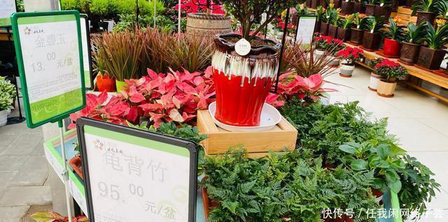 北京开了第一家绿植花卉大超市,就在南三环边上明码标价新鲜实惠