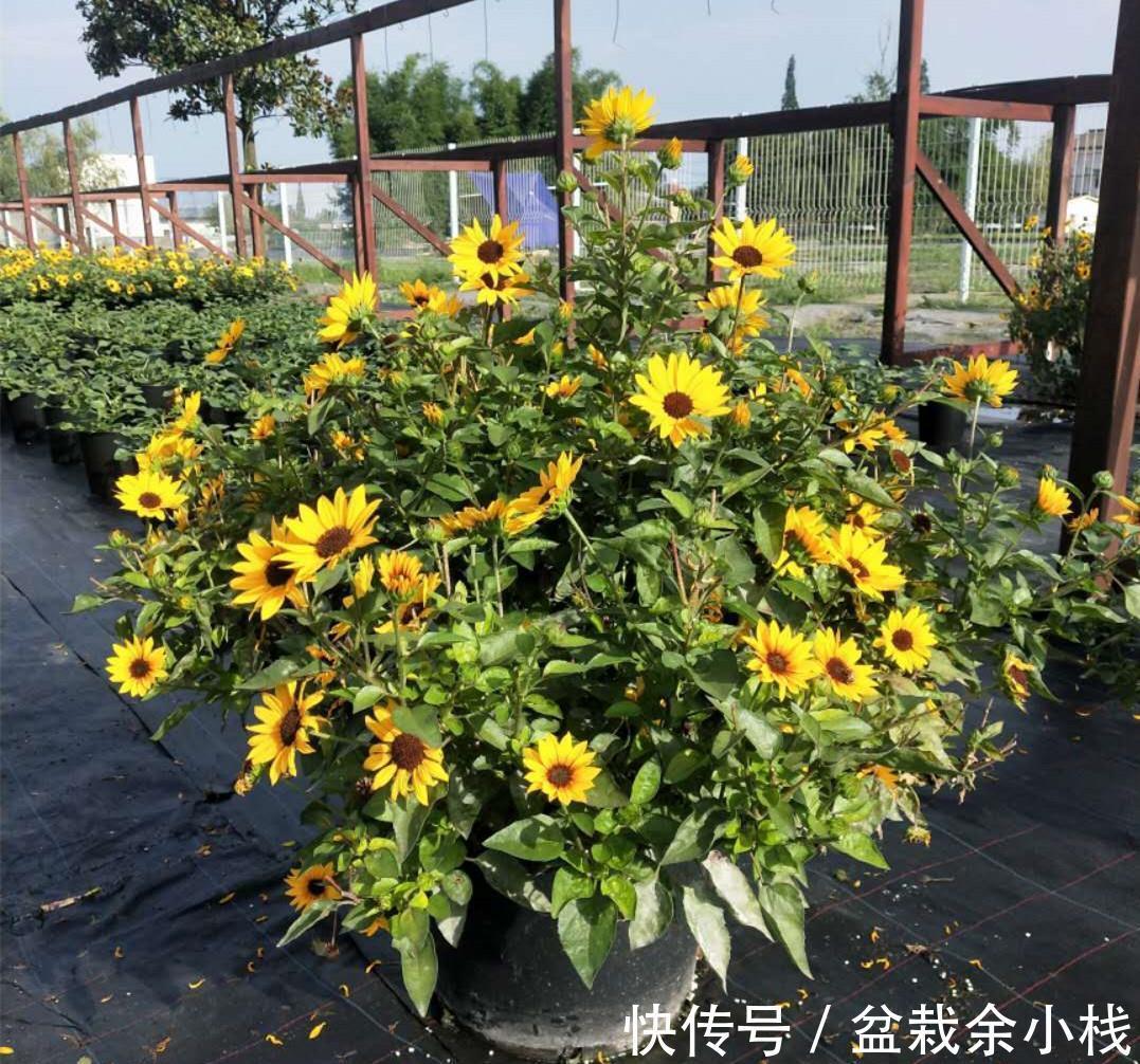 凌霄花|9种漂亮花,热不死晒不怕,开花大半年,没有病虫害,38度成花海