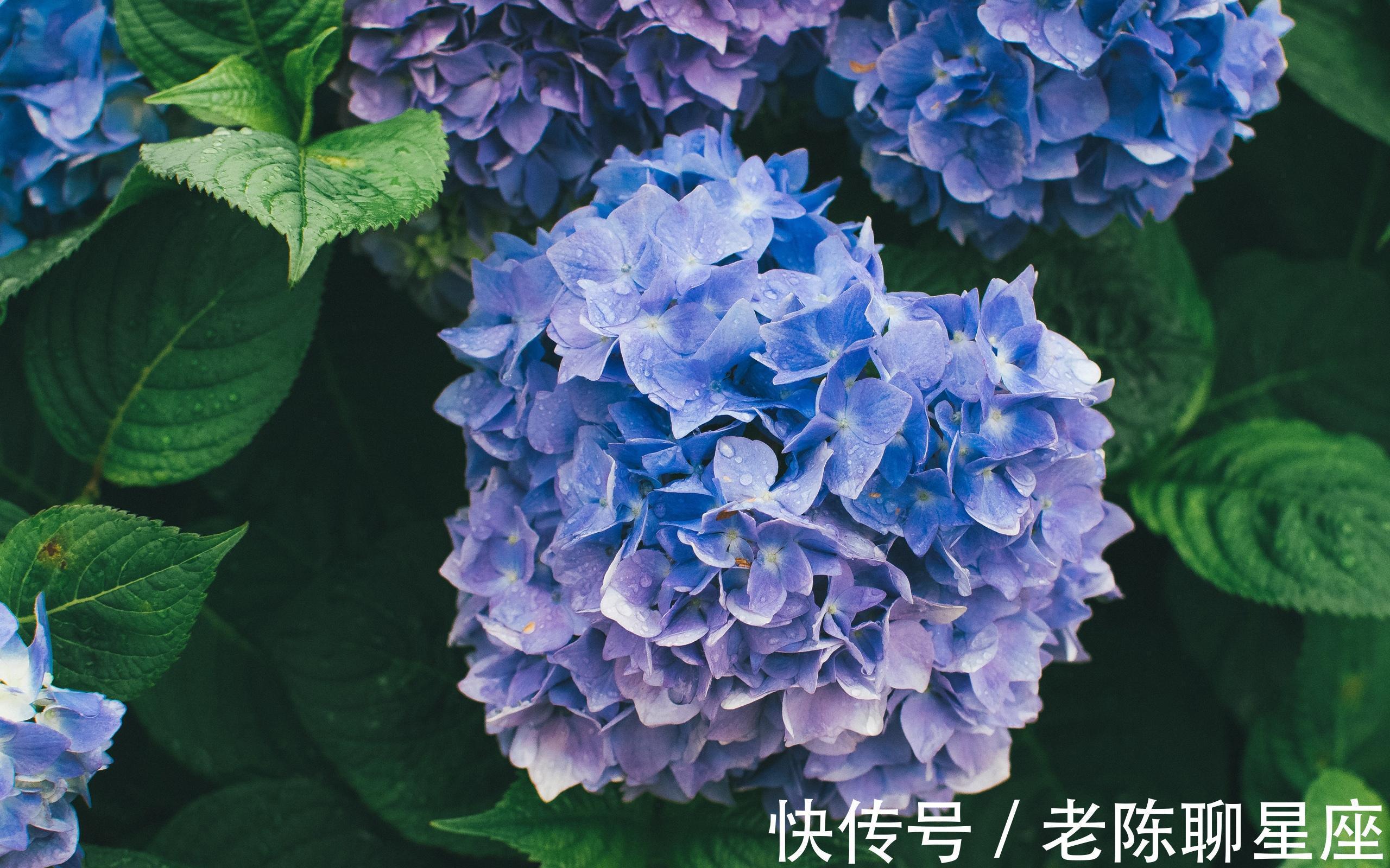 从11月23日开始 运势如虹 会喜气盈门 意气风发的三大生肖 粉紫色 从11月23日开始 运势如虹 会喜气盈门 意气风发的三大生肖 粉紫色