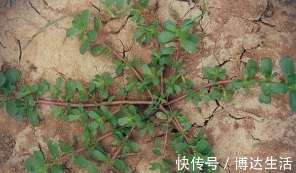 野菜|它被称为“药王”,好看又好吃,营养价值高,现在知道还不晚