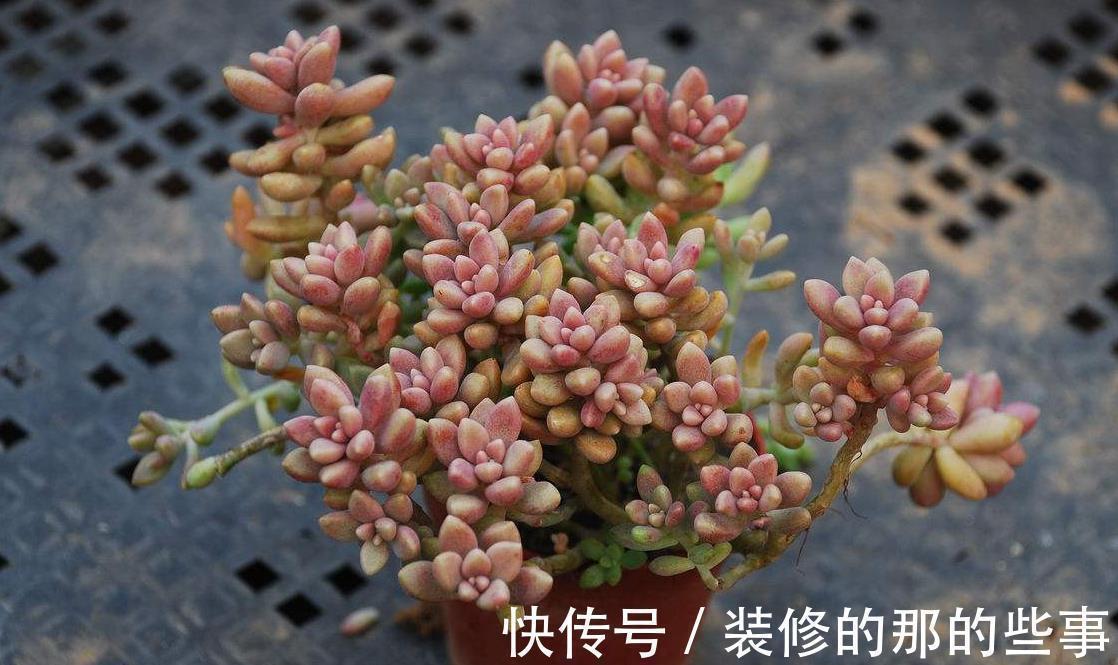 露娜莲|这8款多肉植物好看又好养，被誉为新手小白的福利！