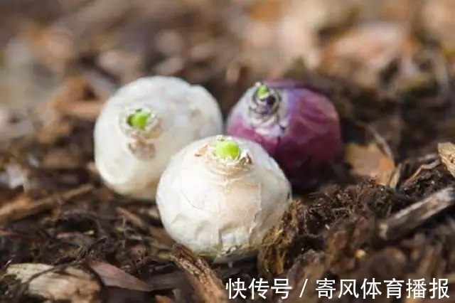 10月“值得”养5种球根花,10天就生根,养2月就开花