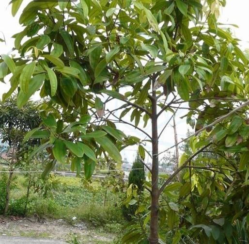 肉桂是什么树的树皮,它是一种什么样的植物?