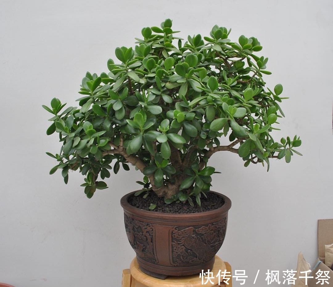 玉树|8月养玉树盆景,3件事不能做,叶翠绿厚实枝壮实,漂亮有精神