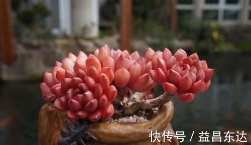 花店老板不愿透露的3个养花小技巧,学会一生受用,养花新手必看