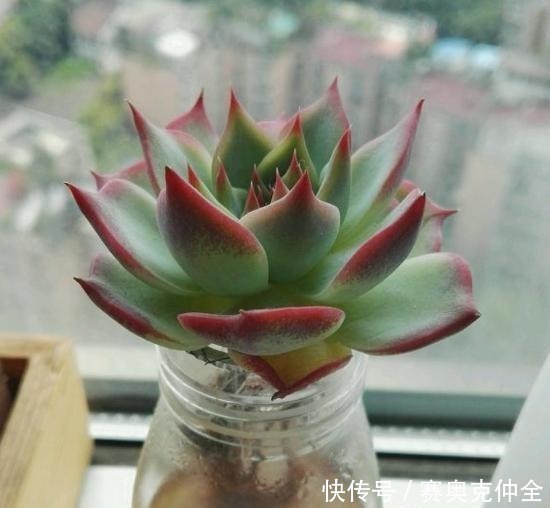 多肉法师|这“三多肉”是喜水大户,“泡水养”不软化,叶子长得肥嘟嘟