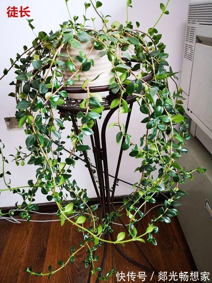 金鱼吊兰这么养,1年四季都能开花,小金鱼噗噗冒!