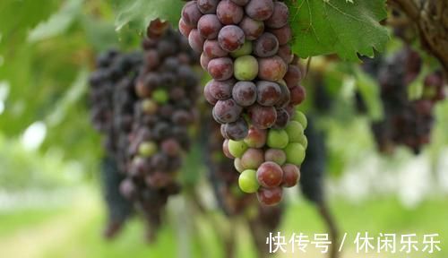 酸梅|得了子宫肌瘤先别慌,坚持多吃它,有助活血化瘀,肌瘤慢慢消失