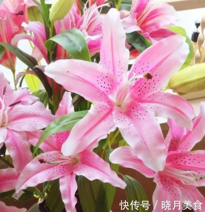 爆盆|4种花深受花友的喜欢,开花爆盆很简单,给点水就疯长,太好养