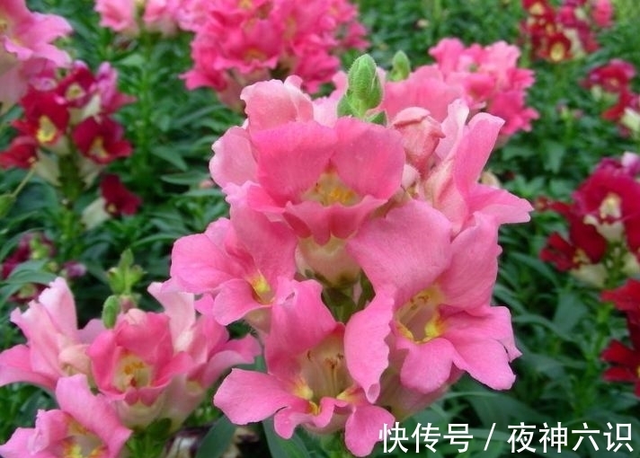 爆盆|4种漂亮花,好养易活能爆盆,养在阳台变花海,天天有花赏