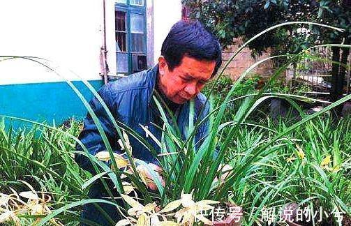 10年老花农养兰秘诀,往花盆加2玩意,根粗叶绿,开花旺