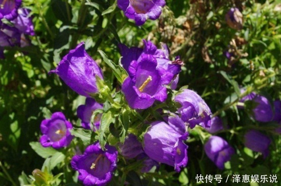 此花所代表的是对远方的祝福，象征着最温柔的爱，花朵像是小铃铛