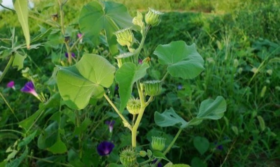 农村|农村一种植物,人称“车轮草”,田野里很多,却能治耳聋、耳鸣