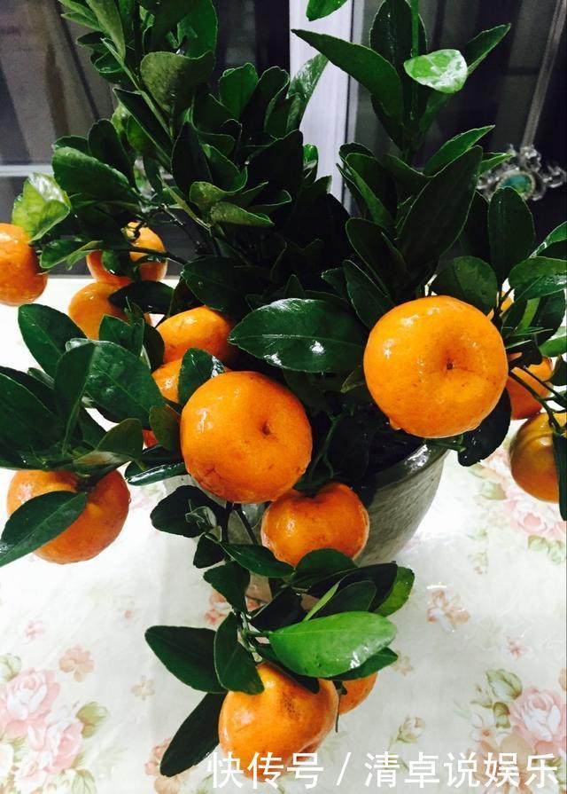 这3种果树养成盆景,放在家里观花结果两不误,寓意极好都很喜欢
