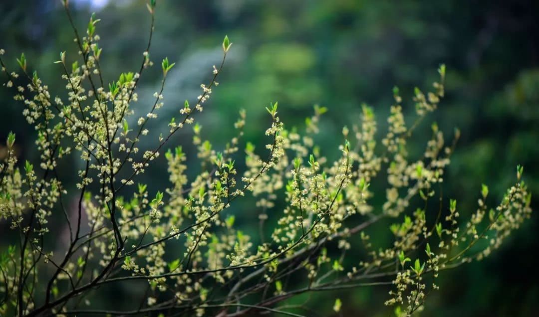 官职|屈原的先祖是最高官职的大将军,却开创了战败自杀的先例