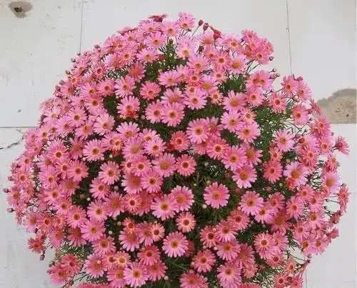 种花|4种花，是好养的“开花机器”，阳台养一盆，花儿天天开爆盆