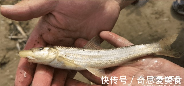 钓友|放生!郑州钓鱼人钓获珍稀“鸽子鱼”,钓友:它们已形成固定种群