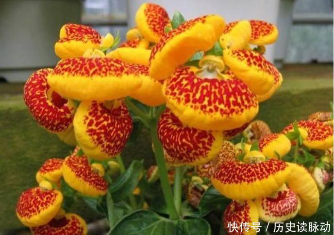 家养此款花卉，花大服盆快，开花勤还爱爆盆，美极了