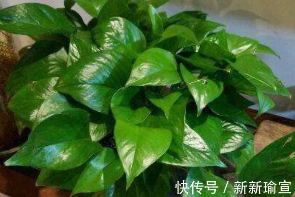 忌讳|古人都说:“一颗绿萝七个鬼”,家中为什么忌讳养绿萝?