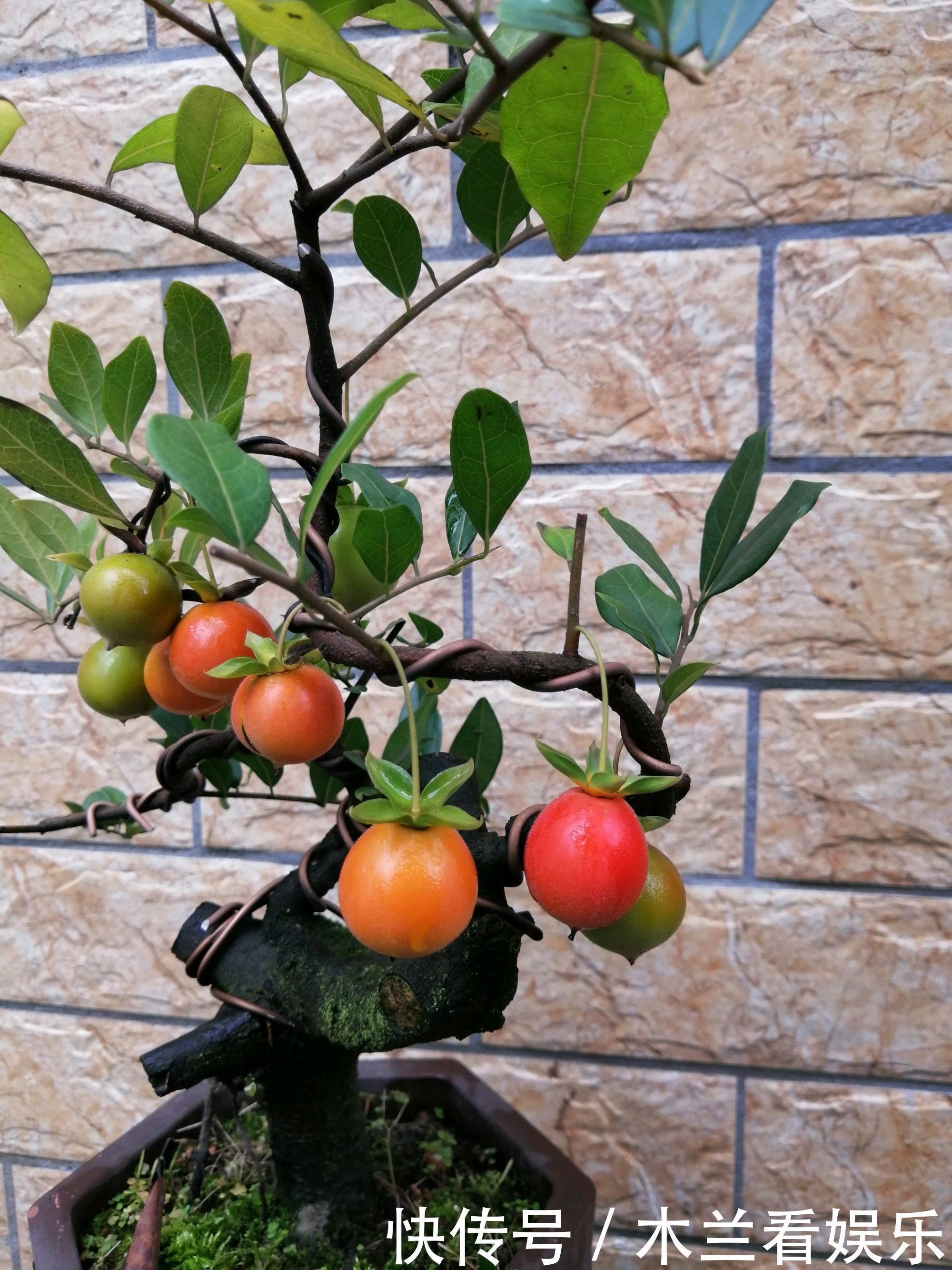 人工|金弹子盆景开花多结果少人工授粉打一针''它'',满树都是金弹果