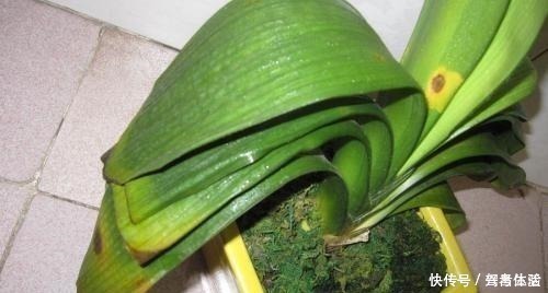 黄褐斑|养君子兰看“叶子”，水多水少有信号，养起来方便多了！