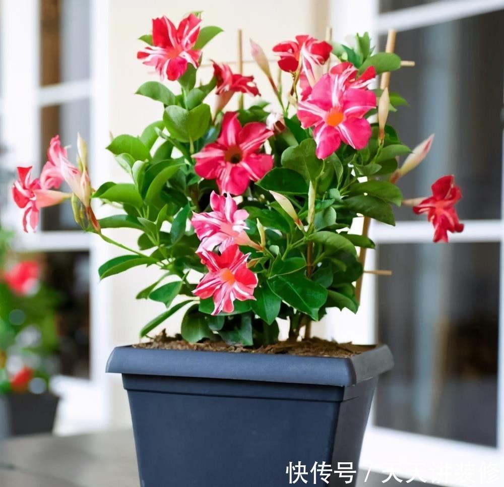 鲜艳|适合夏天养的“4种花”,越晒太阳,花越多越鲜艳越美丽