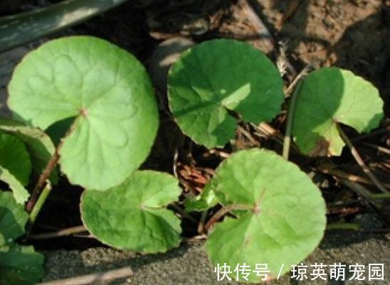 绝招|民间老郎中家传绝招！一个4味药的泡酒方，腰突疼痛，一分钟见效