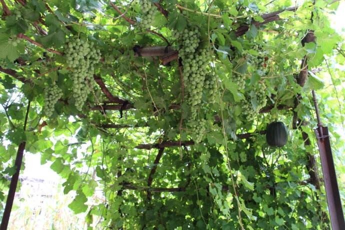 就可以|院子种树有讲究,栽这几种树,福气运气双收获