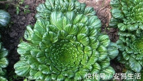 果蔬菜|人到中年想长寿,不妨多吃以下食物,养宫排毒,肌肤也红润有光泽