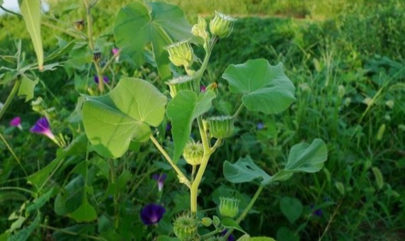 植物|农村一种植物，人称“车轮草”，田野里很多，却能治耳聋、耳鸣