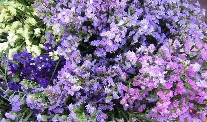 世界上最美的5种花,有1种极其少见,每一种都美到窒息