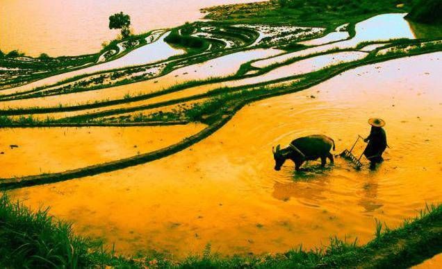 民俗&诗中寻雨，斜风细雨不须归丨民俗日历·二十四节气