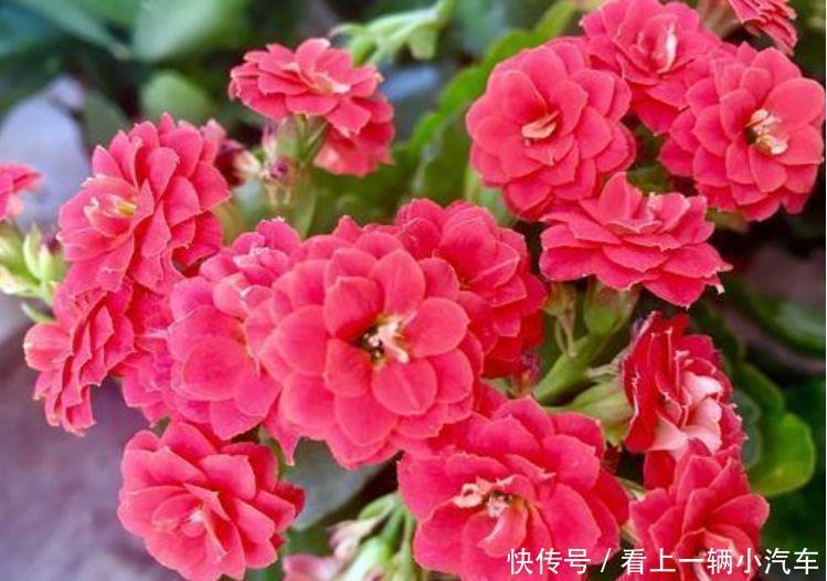 家里就养4种花,一年四季开花不断,富贵吉祥好运来!