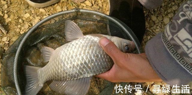 鱼儿|野钓鱼儿活跃水层多变,如何快速定位鱼层两个方法三个原则