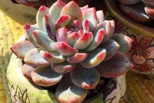 养多肉如何浇水？掌握几个技巧，四季都美美哒