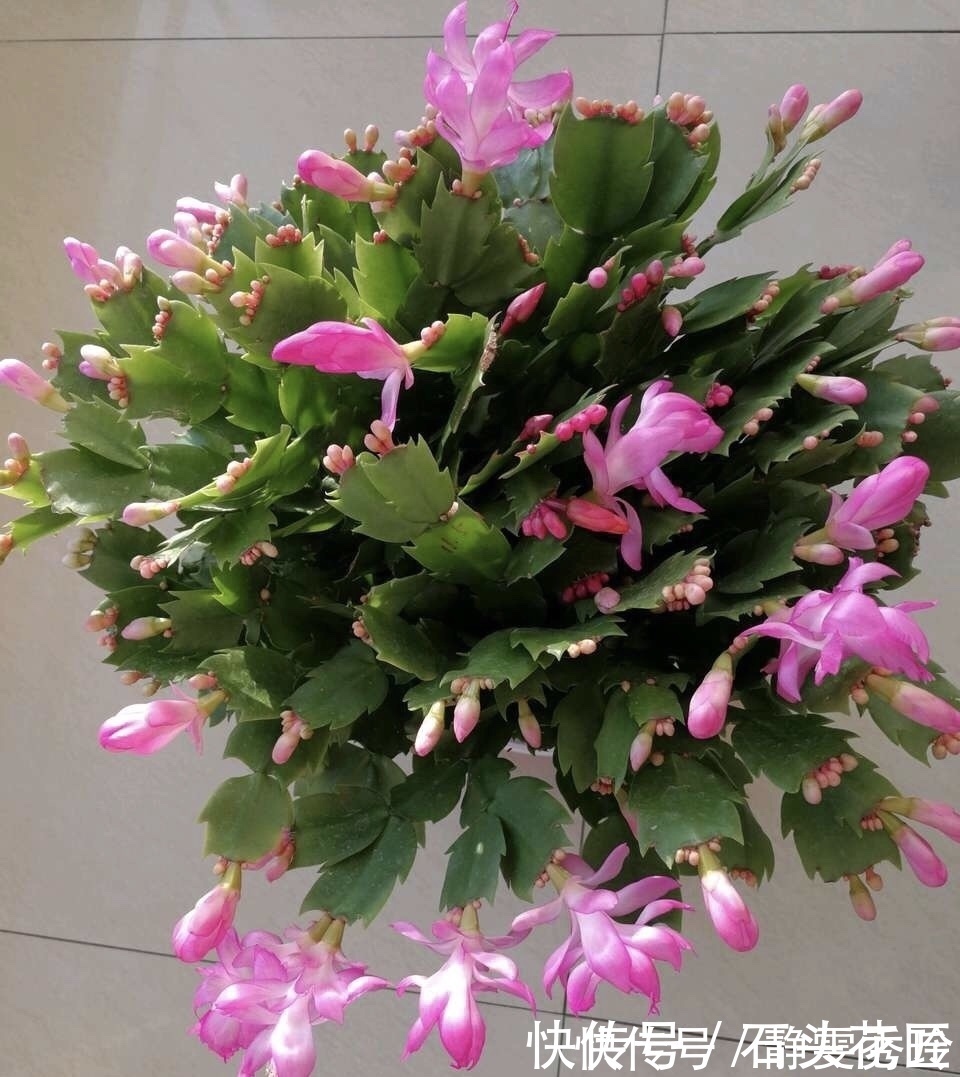 风雨兰|花友评选出6种“良心”好花，价格不高、花朵都是“高颜值”
