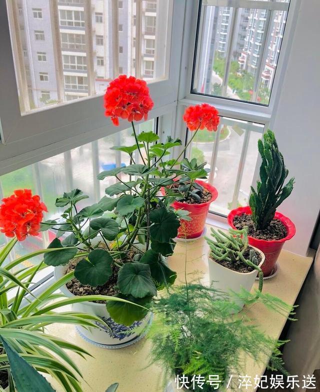 养花|奶奶对我说卧室别养5类花,仔细想想,不是迷信,而是真的有道理