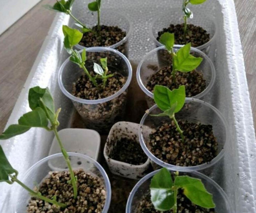 3种漂亮的花,剪个嫩枝就能繁殖,生根速度快