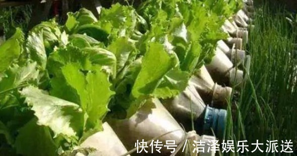 “空油桶”不要扔拿来种蔬菜，好养又漂亮，蔬菜多的吃不完！