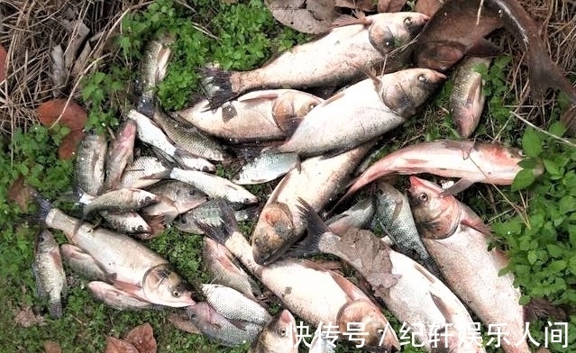 冬天鲢鳙都躲在哪里?天冷也可以钓鲢鳙吗?