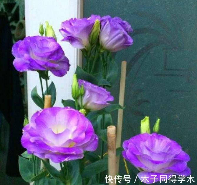 如此漂亮的几种花,花形别致,不用费心,就能长的特别好