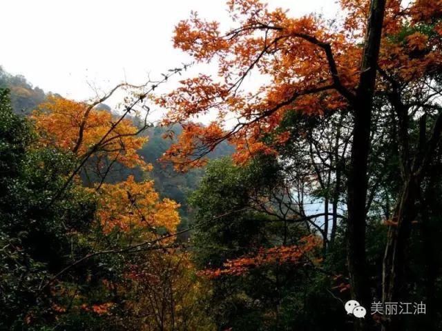 风动|【创建天府旅游名县】色在深秋，风动叶飘零，李白故里美色迷人，要你好看！