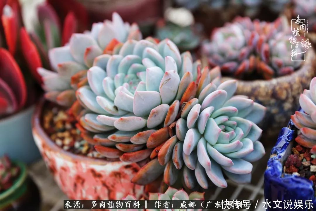 日子|笼子里露养的多肉,越养越美!有多肉的日子伴着小确幸!