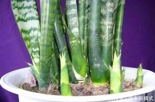 虎皮兰怎么窜高快给它喂点好东西，蹭蹭长叶两米高！