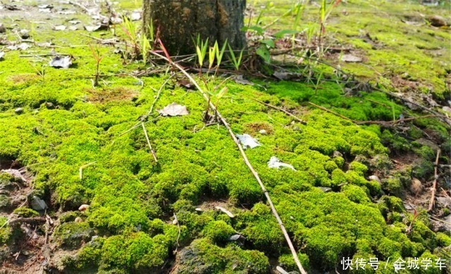 小天地|养不好花、树，就去野外“挖苔藓”做盆景，不仅美观，还能吸废气！