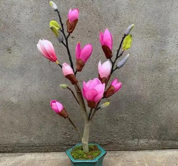 家门口空荡荡的,种棵吉祥树,满树开花颜值高,还能镇宅寓意好